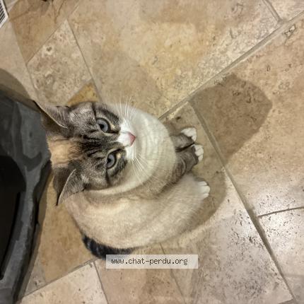 Foto 1/1 Mimine Chat perdido en Donzenac
