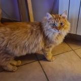 Foto del gato perdido en Ganges