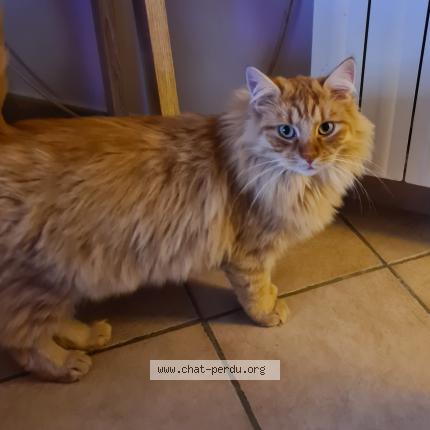 Foto 1/1 helene senac Chat perdido en Ganges