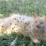 Foto del gato perdido en Sainte Consorce