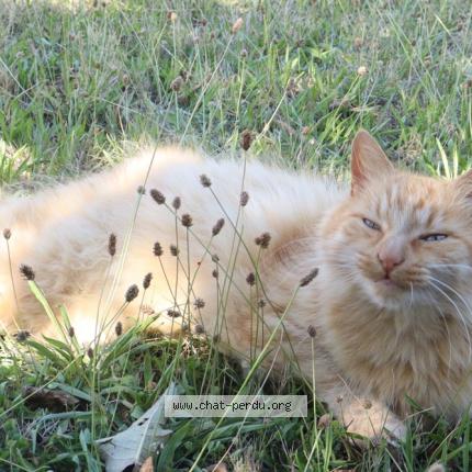 Foto 1/1 Tifou Chat perdido en Sainte consorce