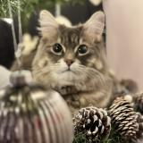 Foto del gato perdido en Brest