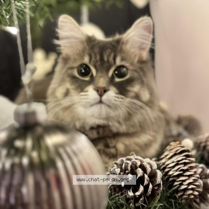 Foto 1/1 Milo Chat perdido en Brest