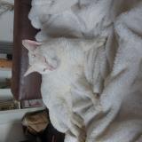 Foto de gato encontrado en Bourg Des Comptes