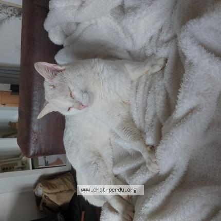 Foto 1/1 Gato encontrado Encontrado en Bourg des comptes