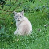 Foto de gato encontrado en Boisredon