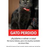 Foto del gato perdido en Cordoba