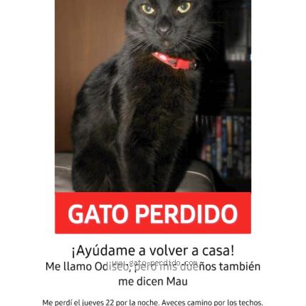 Foto 1/1 Odiseo Chat perdido en Cordoba