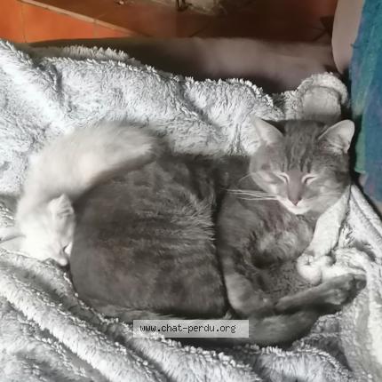 Foto 1/1 Gato encontrado Encontrado en Jarmenil