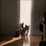 Foto de un gato reunido en Montreal