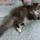 Foto del gato perdido en La Ferte Gaucher