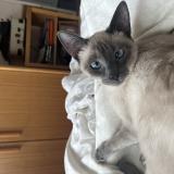 Foto del gato perdido en Pessac