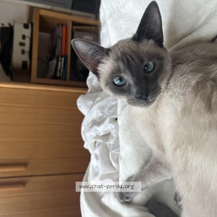 Foto 1/1 Yama Chat perdido en Pessac