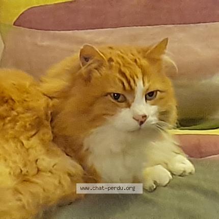 Foto 1/1 Mucha Chat perdido en Bretenieres