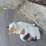 Foto de gato encontrado en Chelles