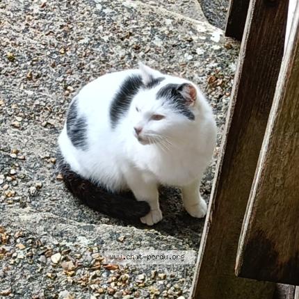 Foto 1/1 Gato encontrado Encontrado en Conches