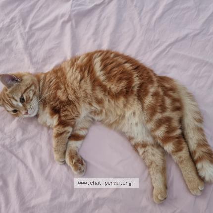 Foto 1/1 Bela Chat perdido en Champlan