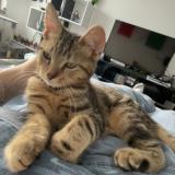 Foto del gato perdido en Besancon