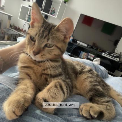 Foto 1/1 Mowgli Chat perdido en Besancon