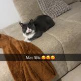 Foto del gato perdido en Saint Mandrier Sur Mer