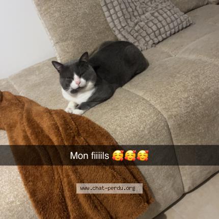 Foto 1/1 Tokyo Chat perdido en Saint mandrier sur mer