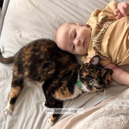 Foto 1/1 Cali Chat perdido en Hope mills