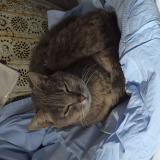 Foto del gato perdido en Escala