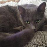 Foto del gato perdido en Malville