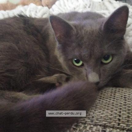 Foto 1/1 Urano Chat perdido en Malville