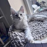 Foto del gato perdido en Beyne Heusay