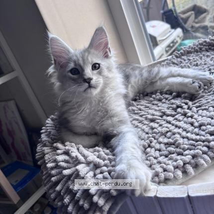 Foto 1/1 Alaska Chat perdido en Beyne heusay