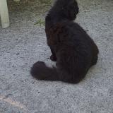 Foto del gato perdido en Coutevroult