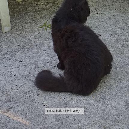 Foto 1/2 Calim&eacute;ro Chat perdido en Coutevroult