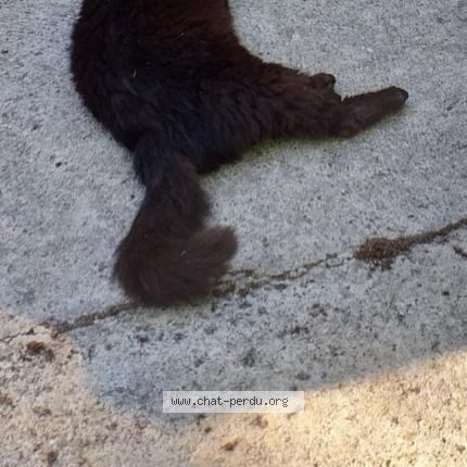 Foto 2/2 Caliméro Chat perdido en Coutevroult