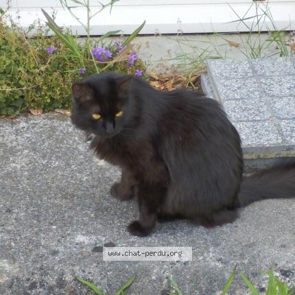 Foto 1/1 Titpuce Chat perdido en Nieul sur mer