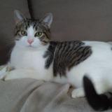 Foto del gato perdido en Vitrolles