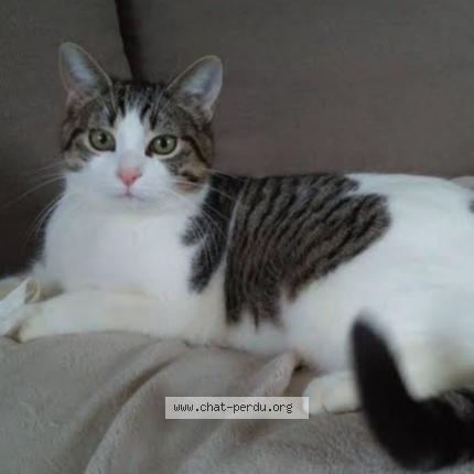 Foto 1/1 Cacahou&egrave;te Chat perdido en Vitrolles