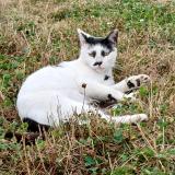 Foto de gato encontrado en Amanlis