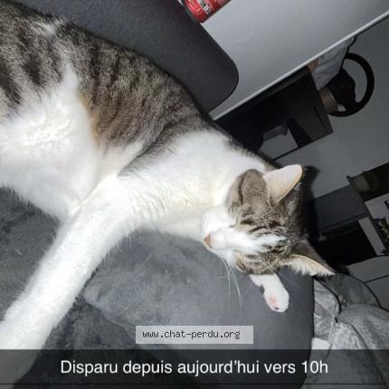 Foto 1/1 Wylo Chat perdido en Taverny