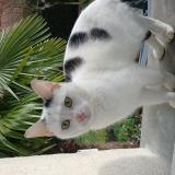 Foto de gato encontrado en Roinville