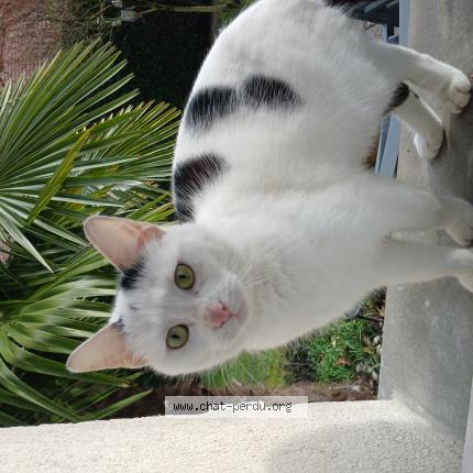 Foto 1/1 Gato encontrado Encontrado en Roinville