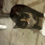 Foto de gato encontrado en 33460 Arsac