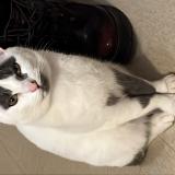 Foto del gato perdido en Collonges