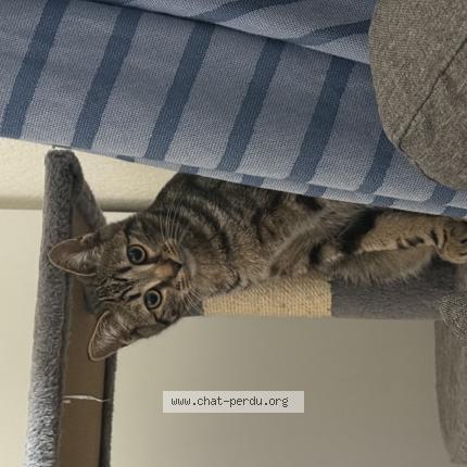 Foto 1/1 Naruto Chat perdido en Groslay