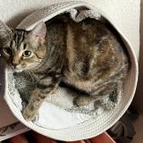 Foto del gato perdido en Provins