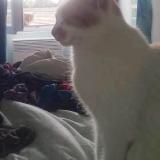 Foto del gato perdido en La Bouexiere