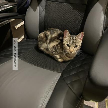 Foto 2/2 Gato encontrado Encontrado en Houilles