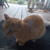 Foto de gato encontrado en Viellesegure