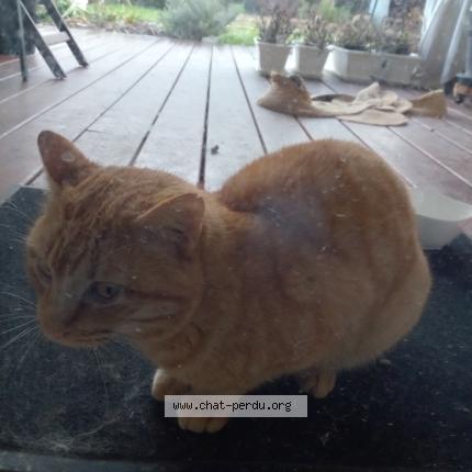 Foto 1/3 Gato encontrado Encontrado en Viellesegure