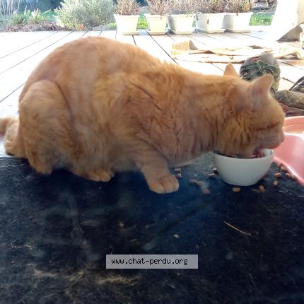 Foto 2/3 Gato encontrado Encontrado en Viellesegure